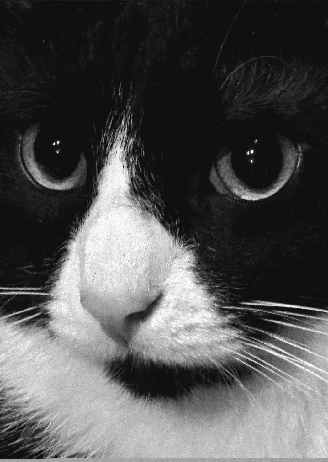 black and white cat close up